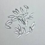 НАМИСТИНИ DAGGERS, прозорий 00030